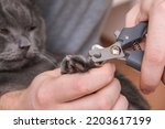 A man cuts the claws of a young gray cat with a claw cutter. Chartreuse resists.