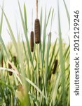 Small photo of Typha latifolia (broadleaf cattail, bulrush, common cattail, cat-o'-nine-tails, great reedmace, cooper's reed, cumbungi). Bulrushes, or cattails, on a sunny day in Dutch wetlands