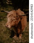 Small photo of Brucefield, On Canada - June 06 2023: Highland Cow Lainey