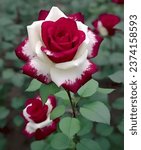 Small photo of The rose is a popular and iconic flower known for its beauty and fragrance. It comes in a variety of colors, including red,white, and pink, each with its own symbolic meaning.