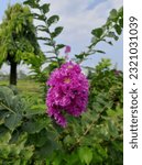 Small photo of Lagerstroemia indica, the crape myrtle (also crepe myrtle, crepe myrtle, or crepeflower is a species of flowering plant in the genus Lagerstroemia of the family Lythraceae.