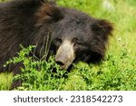 Small photo of The image of the sloth bear sniffing the nettle reflects the curiosity and exploratory nature of animals.
