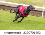 Greyhound runs on the greyhound track
