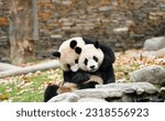 A panda mother is playing with...