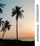 Small photo of Snippets of coconut beaches in Liberia