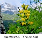 Yellow wildflowers of Colorado.  Yellow Banner Flowers. Thermopsis rhombifolia. Rocky Mountains National Park. Denver. Colorado. United States.