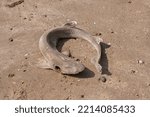 Small photo of Beached dogfish on British beach