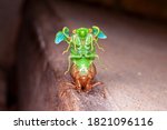 Cicada Molting Exuvia Emerging...