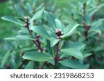 Small photo of Native Tasmanian pepper bush, a bush food.