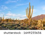 Arizona Desert Landscape With...