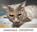 Small photo of Dilute tortoiseshell colored cat is gray buff and white.