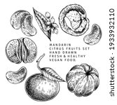 hand drawn mandarin fruits ... | Shutterstock .eps vector #1933932110