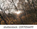Small photo of Iceland October 18 2023 Cold morning with a partly cloudy sky in a deserted woodland with a lack of brightness and vividness a lusterless landscape