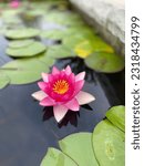 Beautiful Water Lilly in Pond Surrounded with Lilly Pads