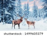 Family Of Noble Deer In A Snowy ...
