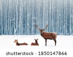 Group Of Noble Deer In A Snowy...