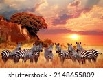 Group Of Zebras In The African...