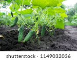 Small And Large Cucumbers...