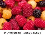 Red, yellow and black raspberries, berries background. Summer texture