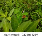 Small photo of Skipper or skipper butterfly is a type of butterfly that has a shape that is quite different from most other types of butterflies in general. In some respects, it resembles a moth so some classify it