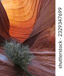 Small photo of Bush in golden canyon, Elastic , Pink Wave, Reflected evening light on the Wave, North Coyote Buttes; Sinuosity, North Coyote Buttes The Wave, Coyote Buttes, Golden Canyon; The Wave, Coyote; Butte