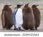 Small photo of Companionship, King penguin pair; Head shake, King penguin chick; King penguin abstraction; King Penguin full grown chicks; Falkland Islands