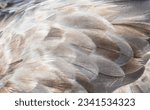 Small photo of Giant petrel, master scavenger; petrel feather close-up; characteristic bullying pose; with a halo of tail feathers; fighting on wet beach; over dead elephant seal cub, carcass; Saint Andrews Bay