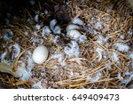 Duck Eggs To Hatch In A Nest Of ...