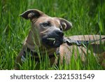 Small photo of A boxer mix puppy, chomping on some grass