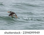 Puffin (Fratercula arctica) running on water