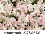 Small photo of sweet pea Tracy Ann and Patricia Marily (Lathyrus oderatus) in full flower