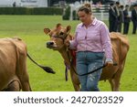 Small photo of Harrogate, North Yorkshire, UK - July 12th, 2018: Cow judging at the Great Yorkshire Show on 12th July 2018 at Harrogate in North Yorkshire, England