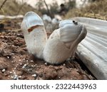 Small photo of Straw mushrooms that can be grown by yourself and can spontaneously spontaneously