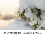 A pine branch with green needles is covered with fluffy snow.