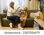 Small photo of A young woman with her American Cocker Spaniel are sitting on a couch. The woman feeds the dog and holds his paw.