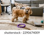 Small photo of An American Cocker Spaniel is playing with his toys in the living room. The dog is mischievous in the house.