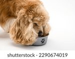 Small photo of American Cocker Spaniel eating dry food from a metal bowl isolated on white background. Close-up.