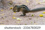 Small photo of Squirrels are members of the family Sciuridae, a family that includes small or medium-size rodents. The squirrel family includes tree squirrels, ground squirrels, and flying squirrels.