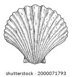 Shell Scallop Isolated On White ...