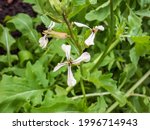 Small photo of Close-up shot of leaf vegetable Rocket or arugula (eruca sativa or eruca vesicaria) creamy white flower with purple veins, and yellow stamens surrounded with green leaves