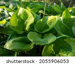 Small photo of Hosta 'Sum and Substance' with large heart-shaped, thick-textured, glossy, yellow-green leaves in bright sunlight