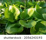 Small photo of Hosta 'Sum and Substance' with large heart-shaped, thick-textured, glossy, yellow-green leaves in bright sunlight