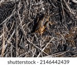 Small photo of Close-up shot of the European mole cricket (Gryllotalpa gryllotalpa) above ground in bright sunlight digging its way into the ground