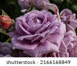 Small photo of Close-up of outstanding, old fashioned lavender rose 'Novalis' with multi layered mauve flowers. Detailed, round water droplets on all rose petals reflecting sunlight in summer