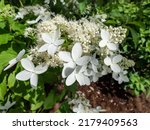 Hydrangea Paniculata  Hydrangea ...