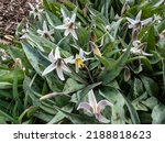 Small photo of Close-up shot of the white fawnlily, white trout lily, adder's tongue or yellow snowdrop (Erythronium albidum) with white, lily-like flower with six white tepals and six yellow stamens