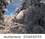 Amazing, white winter scenery on snow covered forest with a road among trees in a sunny, cold day. Heavy snow on tree branches. Pure winter fairytale