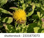 Small photo of Close-up shot of the Bighead knapweed, big yellow centaurea, lemon fluff, hardhat or Armenian basketflower (Centaurea macrocephala) blooming with a flower that has many yellow florets
