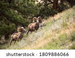 Big Horn Sheep In The Mountains ...