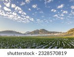 Dieng Plateau, Central Java, Indonesia - An immense expanse vegetable gardens with Mount Sindoro and Sikunir Hill background during sunrise.